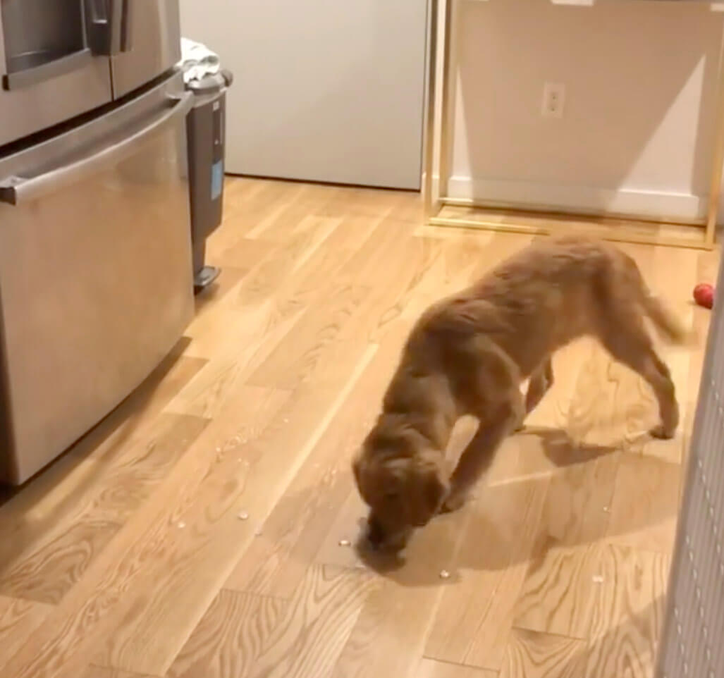 ゴールデンレトリーバー,動画