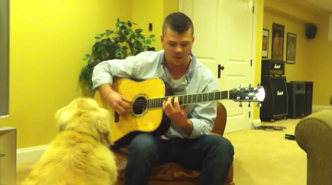 ゴールデンレトリーバー,動画