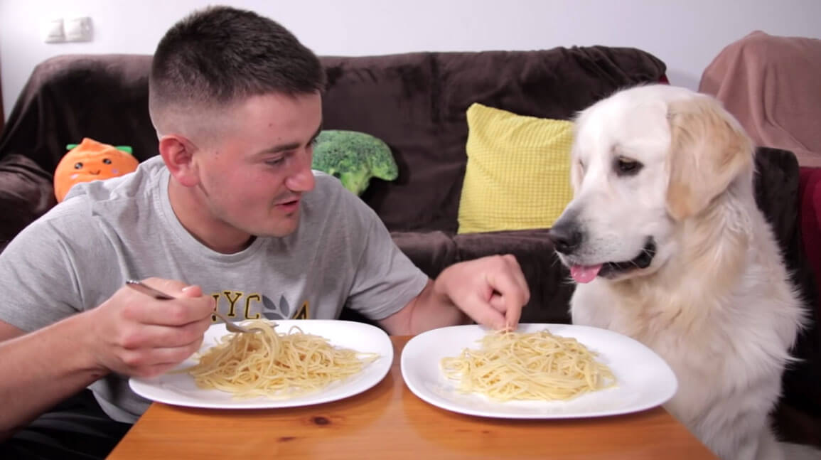 ゴールデンレトリーバー,動画