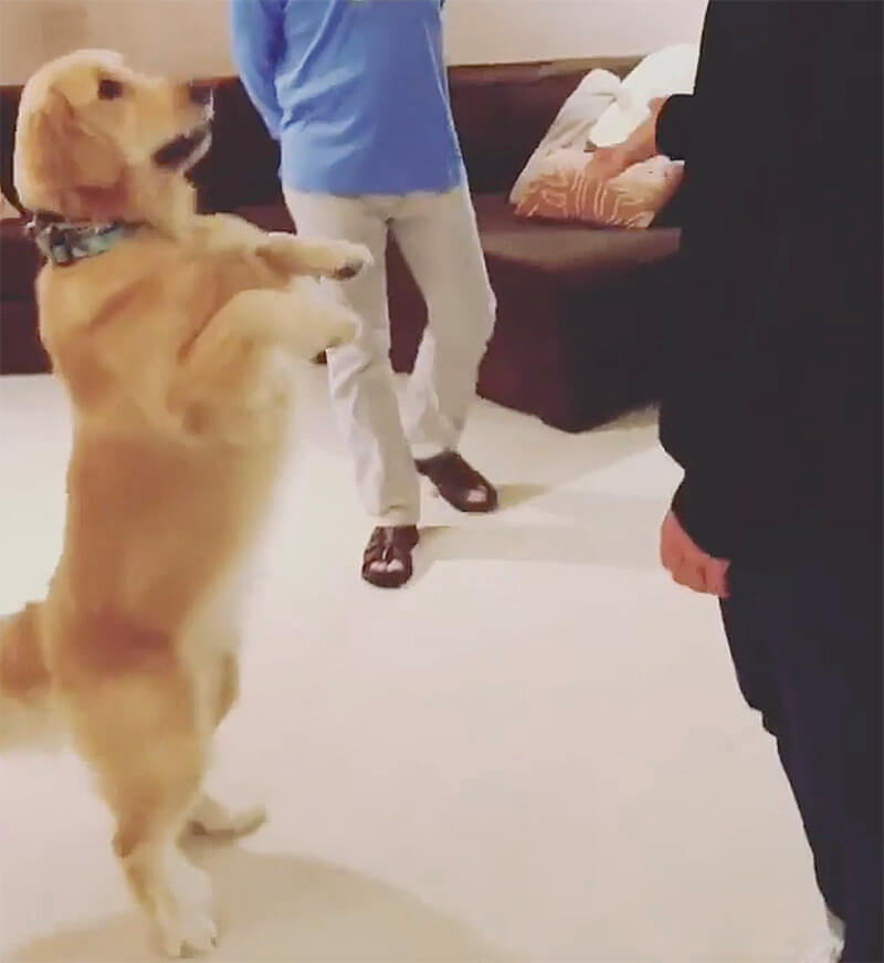 ゴールデンレトリーバー,動画