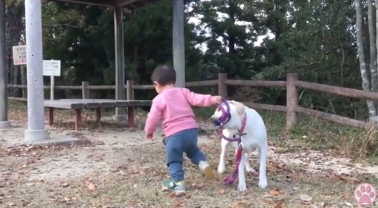 ラブラドールレトリーバー,動画