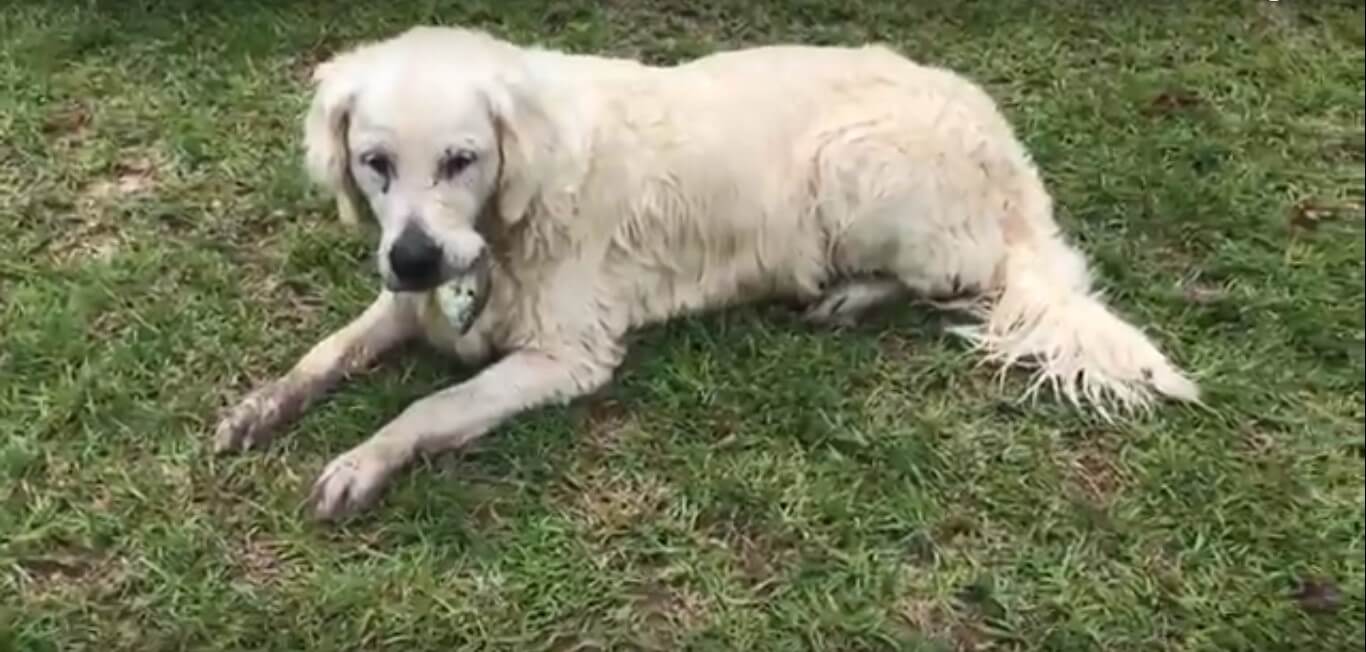 ゴールデンレトリーバー,動画