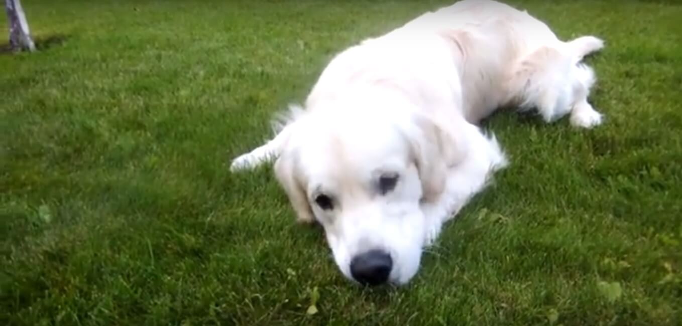 ゴールデンレトリーバー,動画