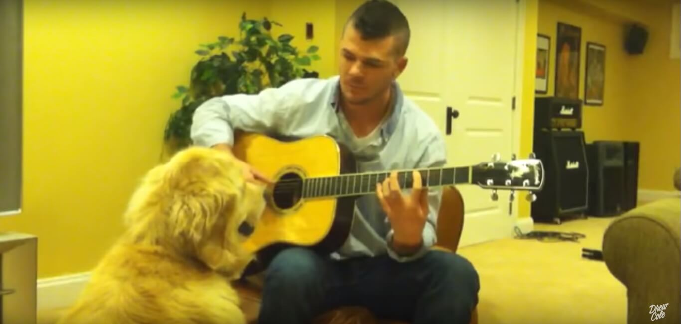 ゴールデンレトリーバー,動画