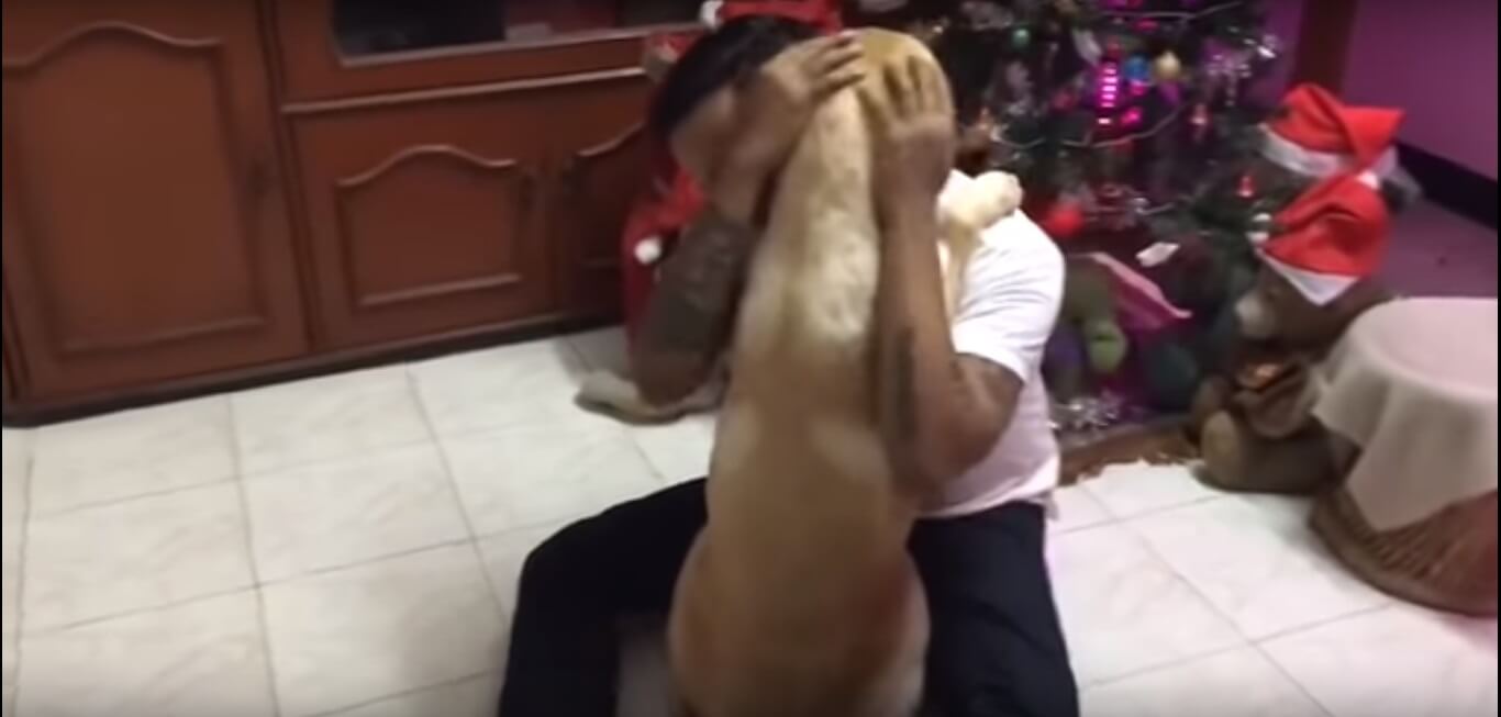 ゴールデンレトリーバー,動画