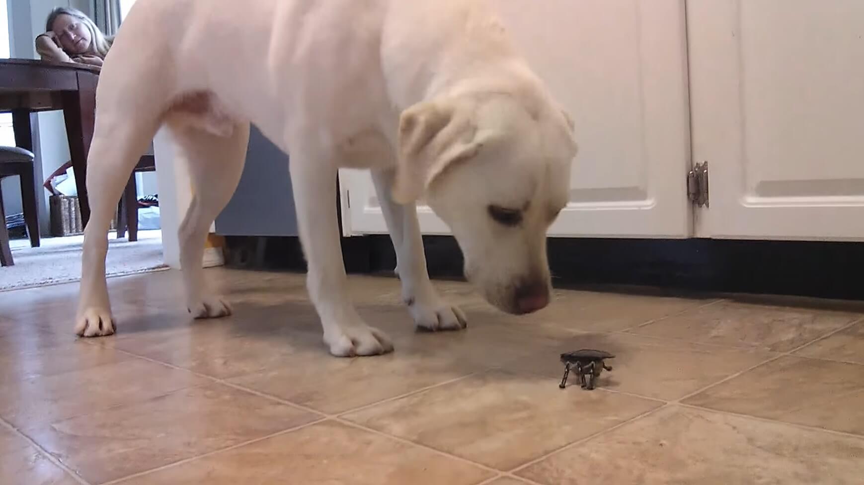 ラブラドールレトリーバー,動画