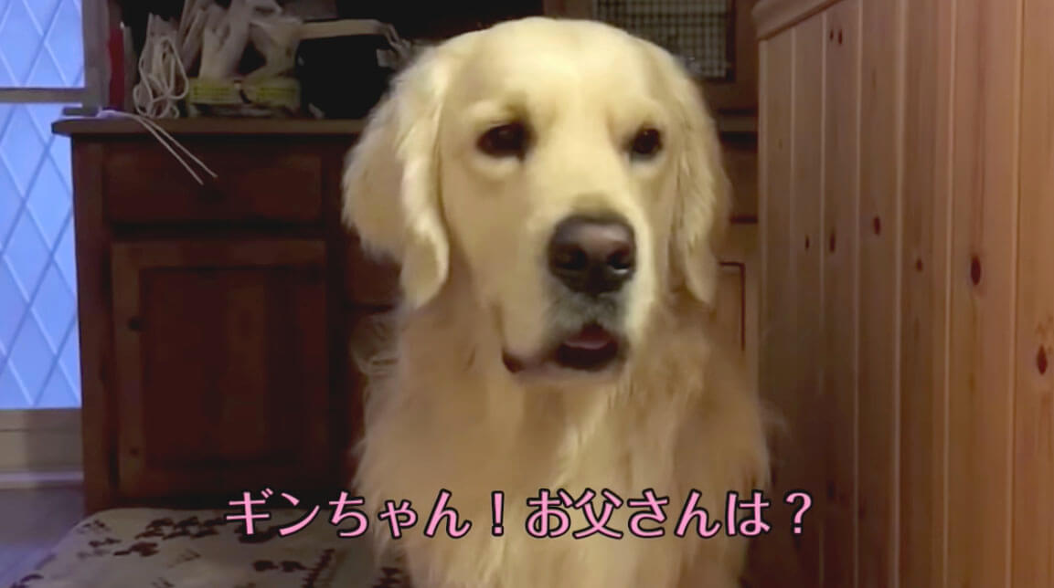 ゴールデンレトリーバー,動画