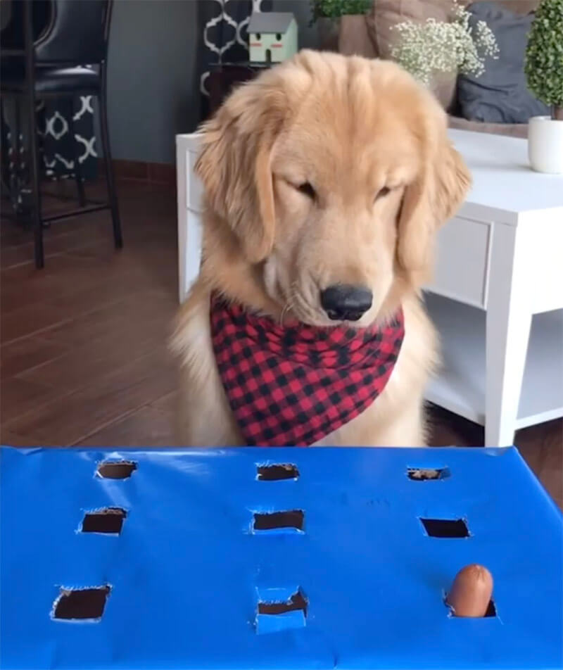 ゴールデンレトリーバー,動画