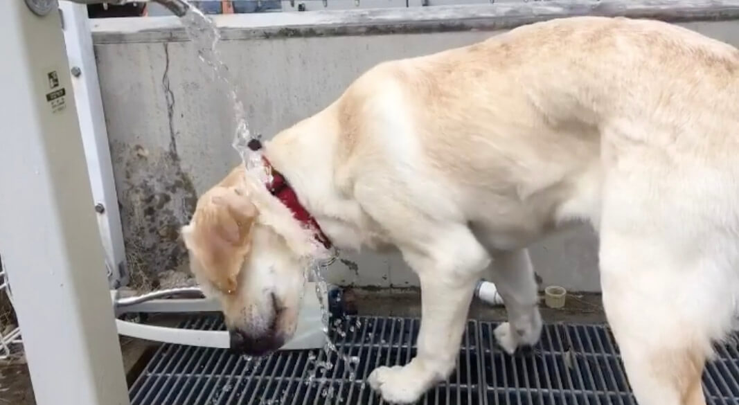 ラブラドールレトリーバー,動画