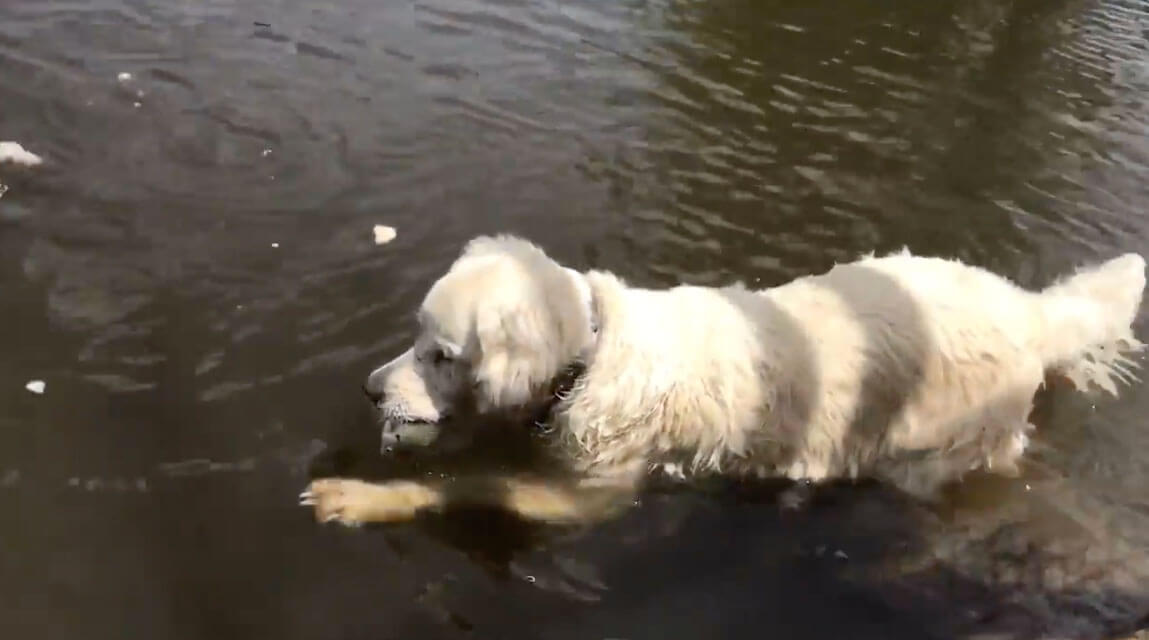 ゴールデンレトリーバー,動画