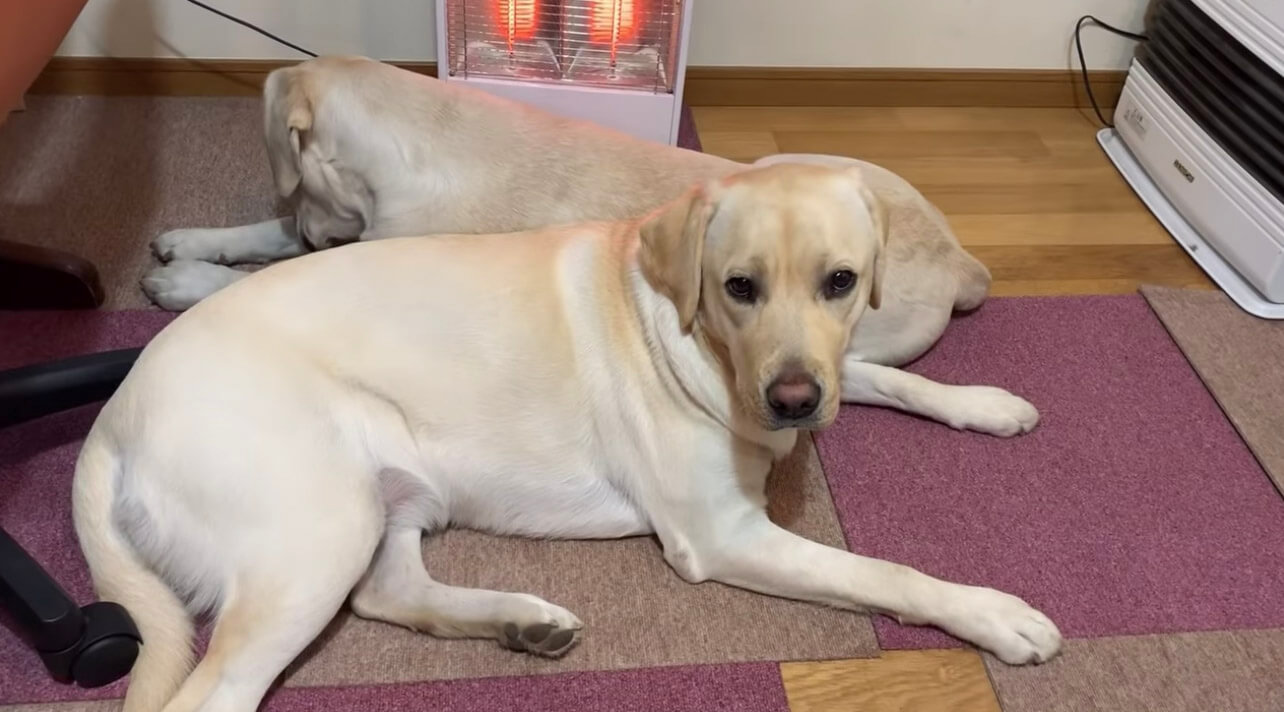 ラブラドールレトリーバー,動画