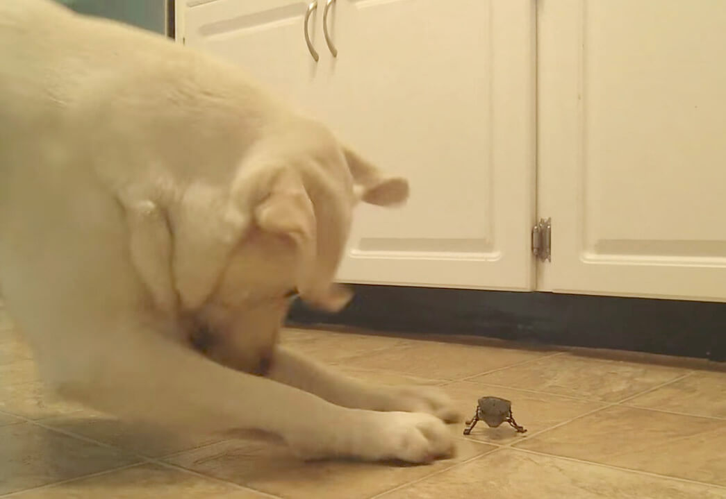 ラブラドールレトリーバー,動画