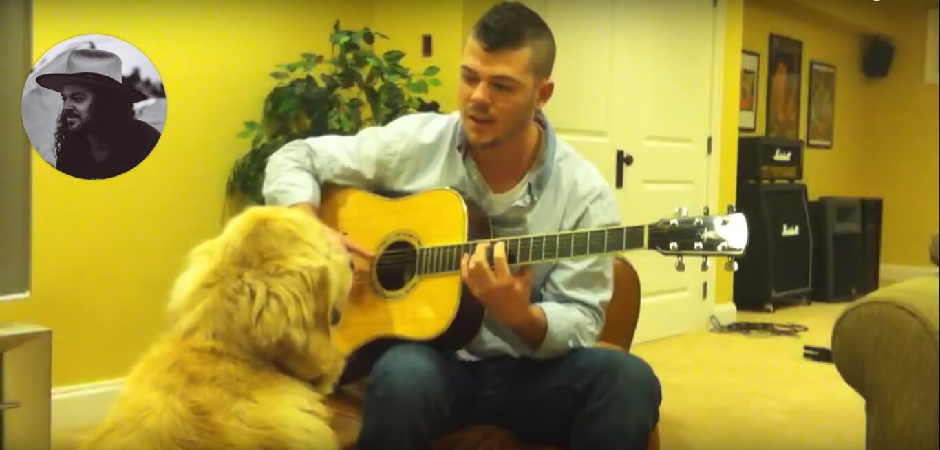 ゴールデンレトリーバー,動画