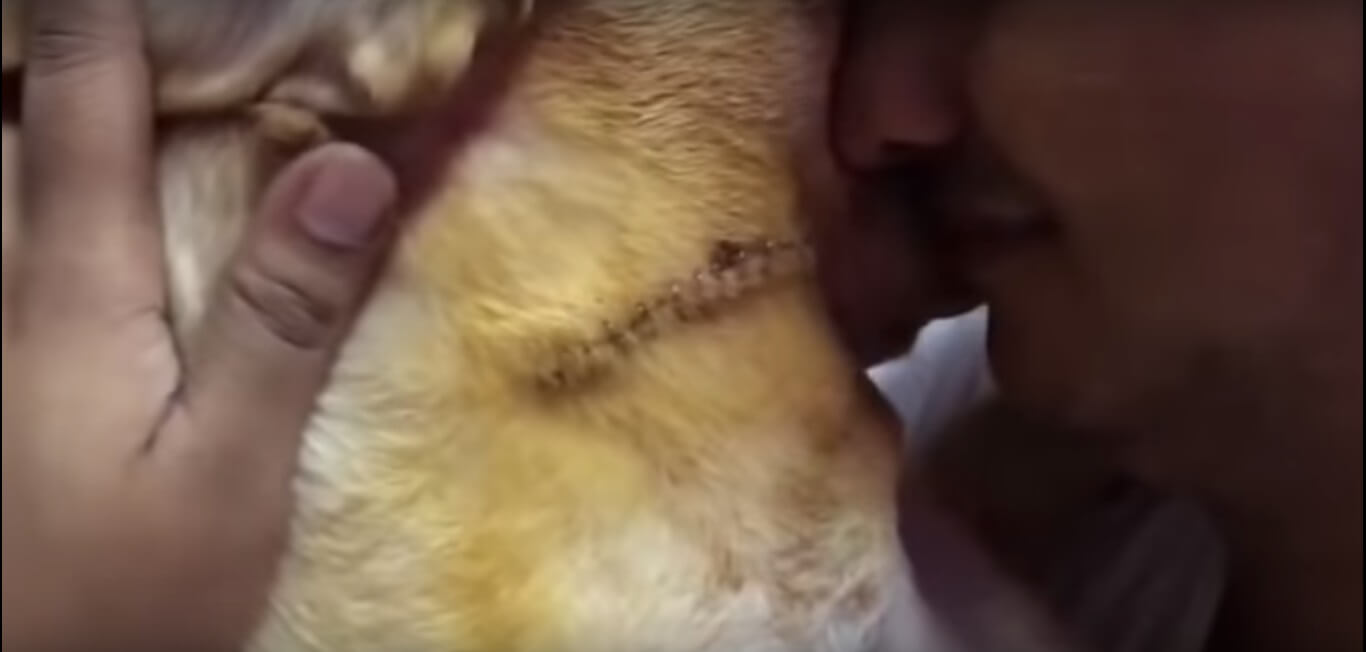 ゴールデンレトリーバー,動画