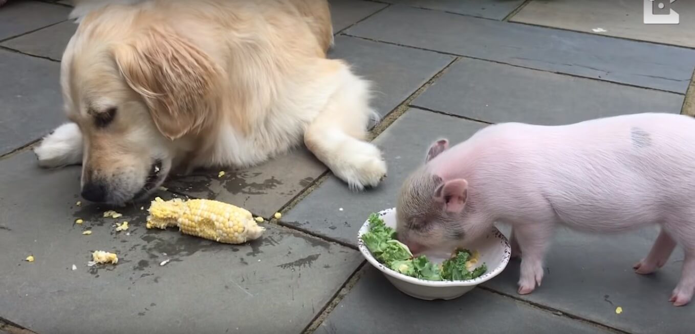 ゴールデンレトリーバー,動画