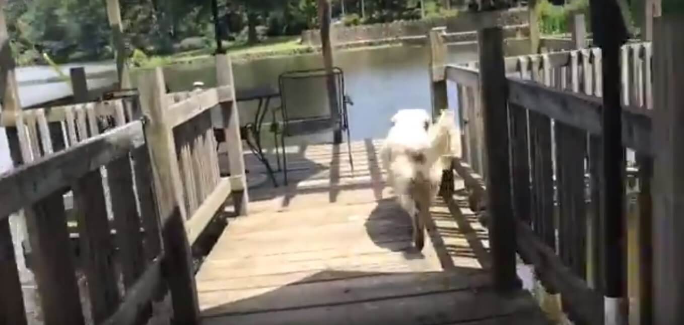 ゴールデンレトリーバー,動画