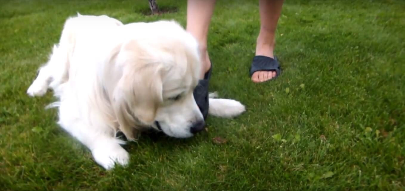 ゴールデンレトリーバー,動画