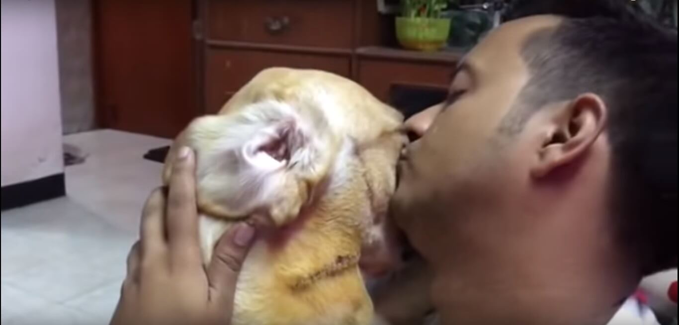 ゴールデンレトリーバー,動画