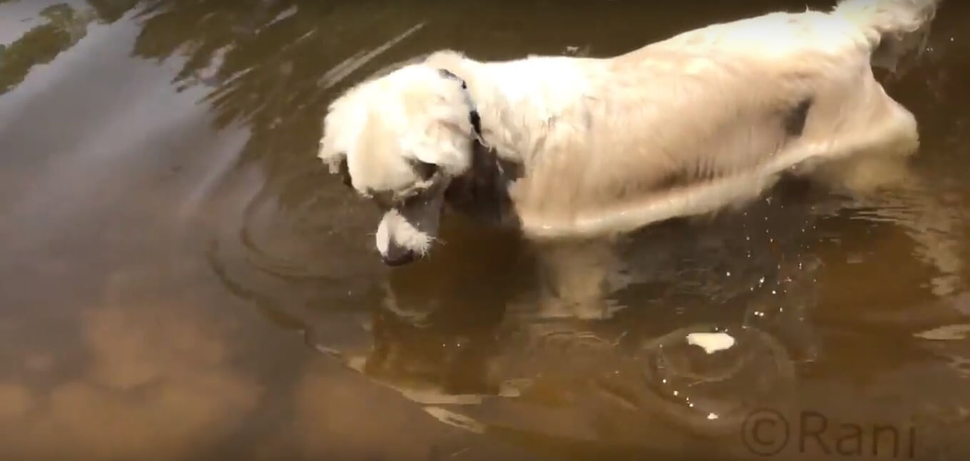 ゴールデンレトリーバー,動画