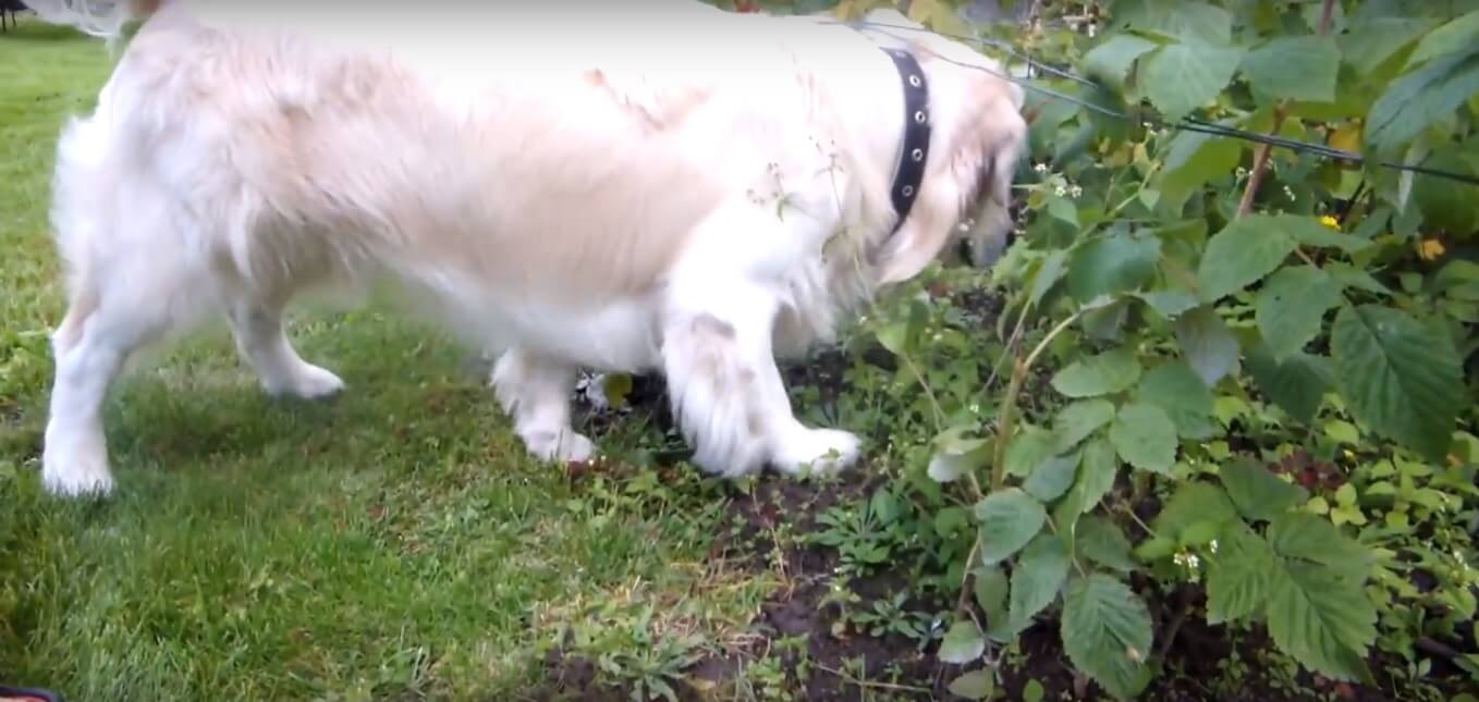 ゴールデンレトリーバー,動画