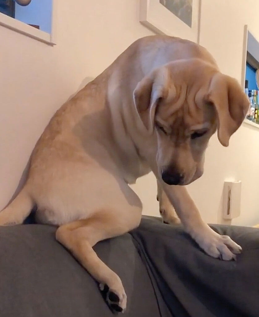 ラブラドールレトリーバー,動画