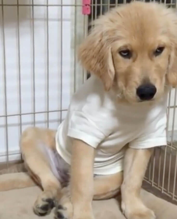 ゴールデンレトリーバー,動画