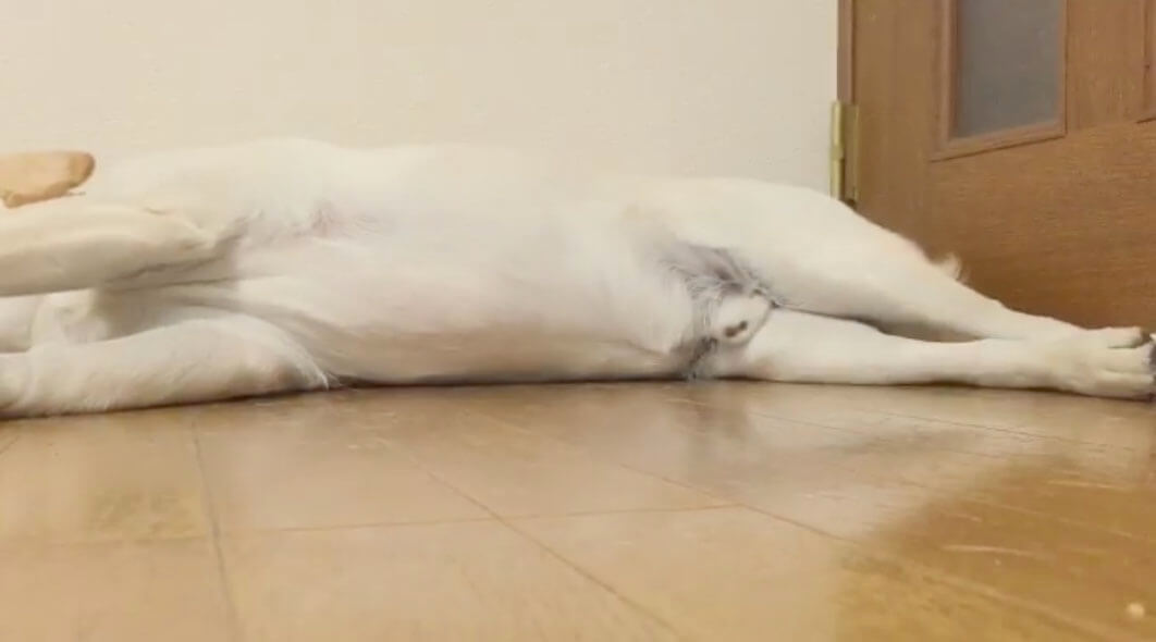 ラブラドールレトリーバー,動画