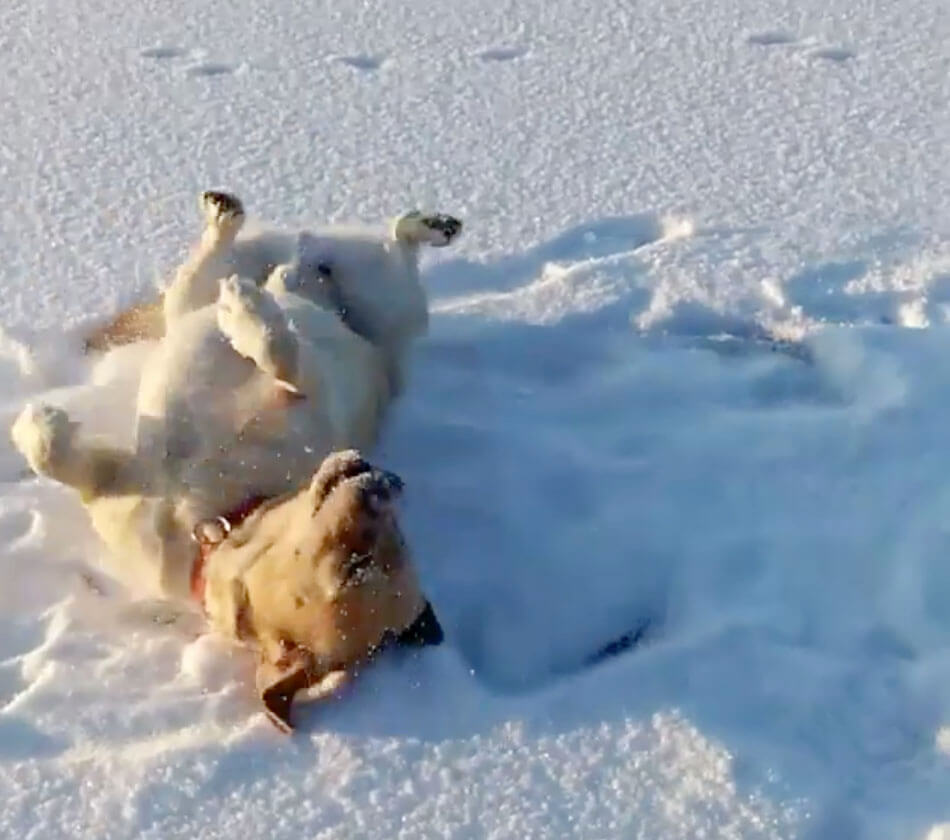 ラブラドールレトリーバー,動画