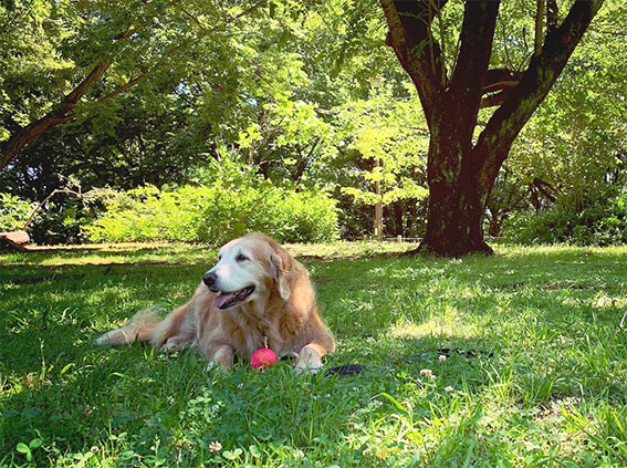 レトリーバー,クッキング