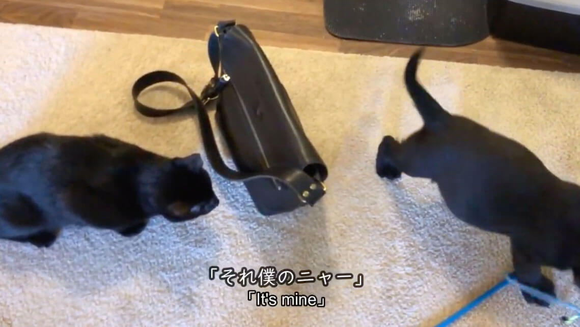 ラブラドールレトリーバー,動画