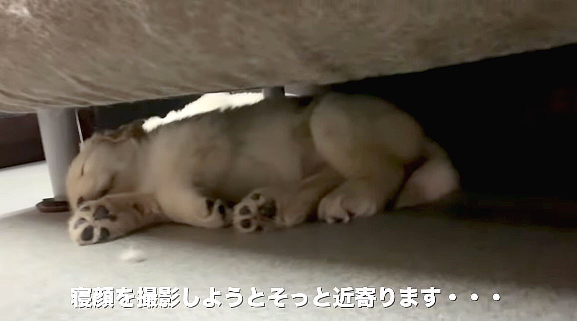 ゴールデンレトリーバー,動画