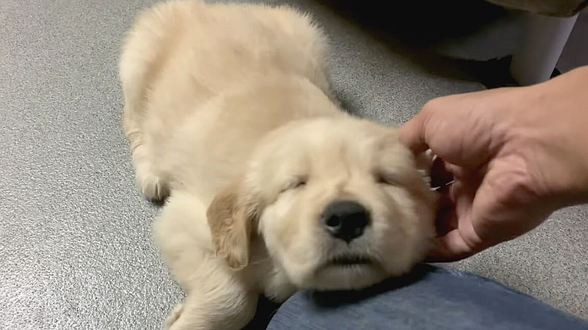 ゴールデンレトリーバー,動画