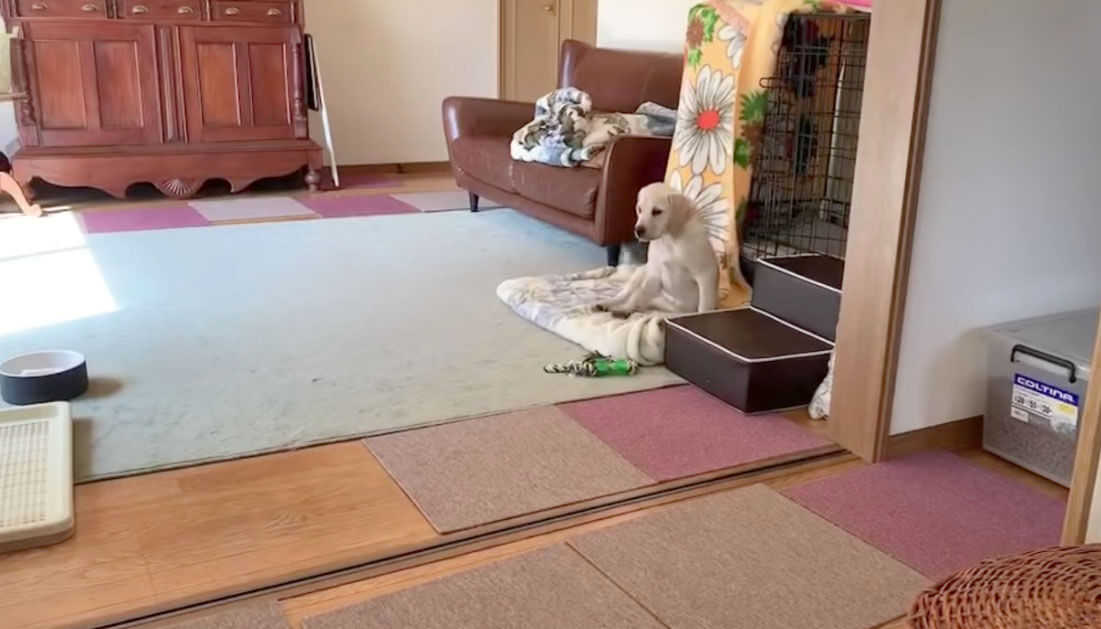 ラブラドールレトリーバー,動画