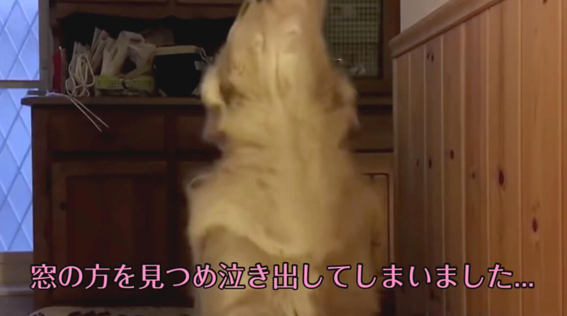 ゴールデンレトリーバー,動画