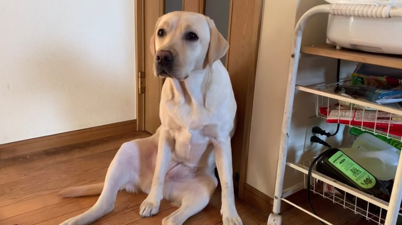 ラブラドールレトリーバー,動画