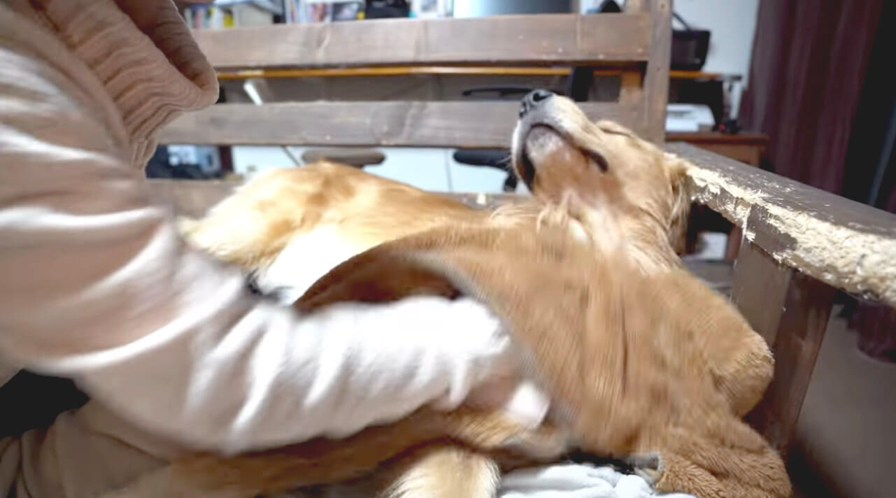 ゴールデンレトリーバー,動画