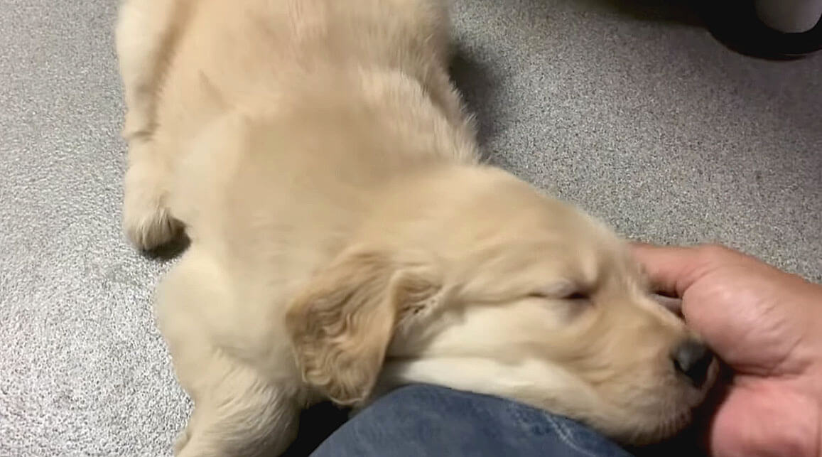 ゴールデンレトリーバー,動画