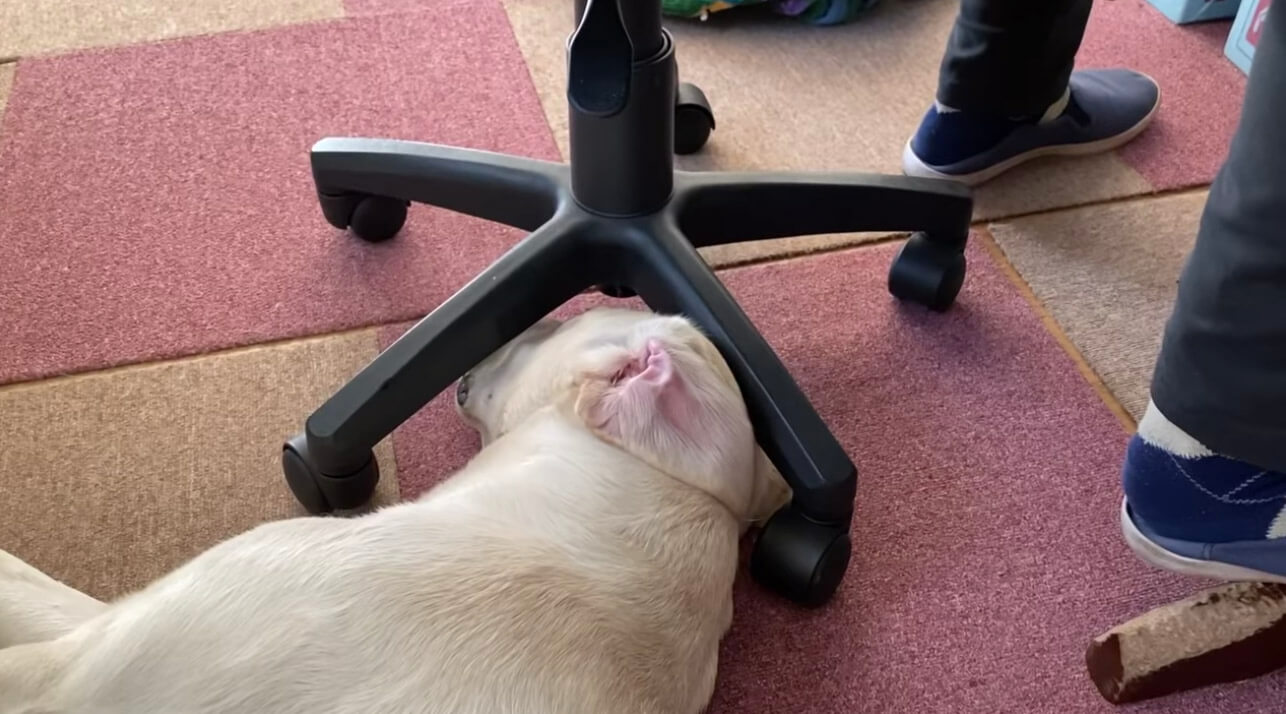 ラブラドールレトリーバー,動画