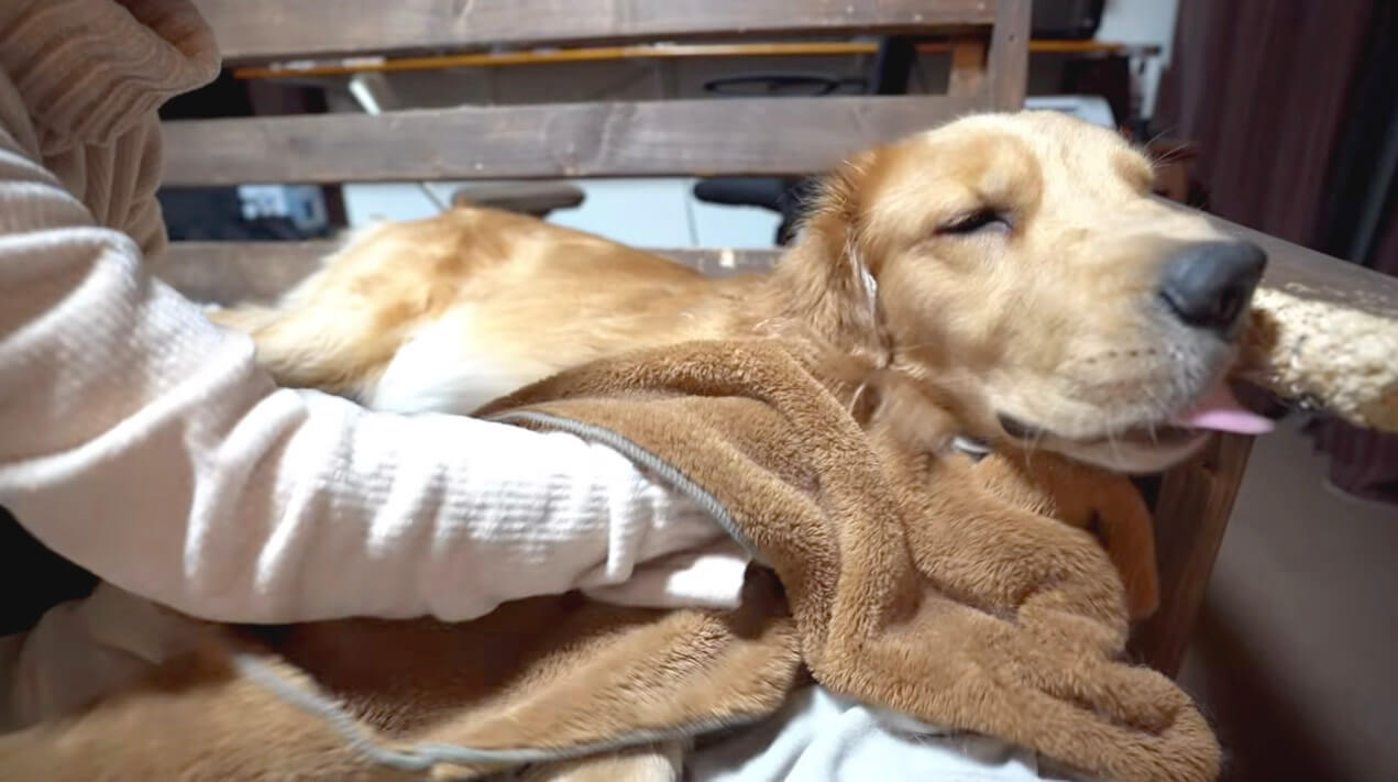 ゴールデンレトリーバー,動画