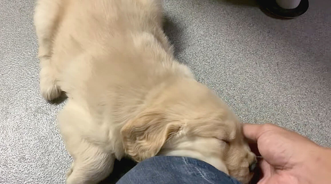 ゴールデンレトリーバー,動画