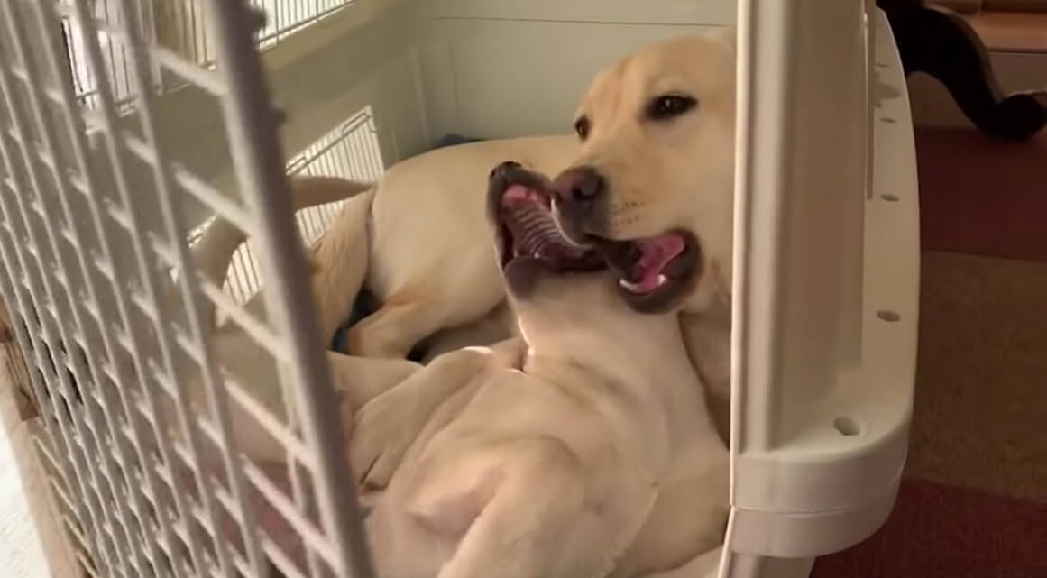 ラブラドールレトリーバー,動画