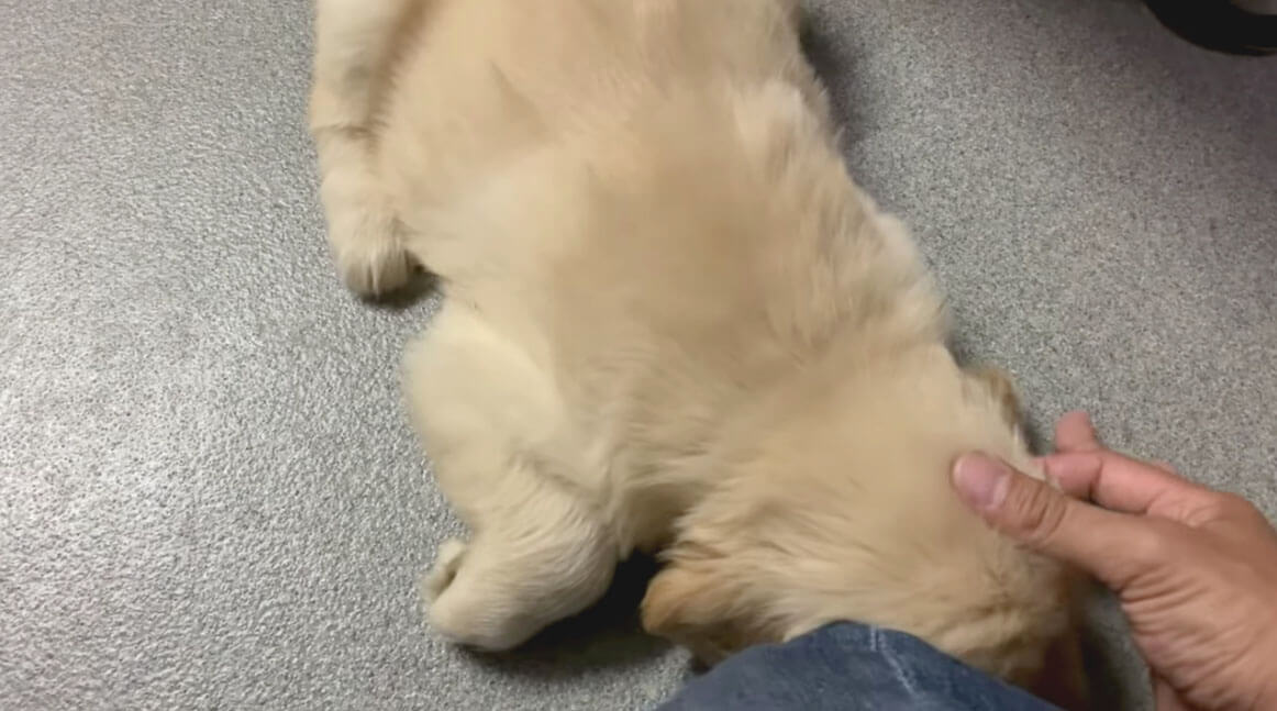 ゴールデンレトリーバー,動画