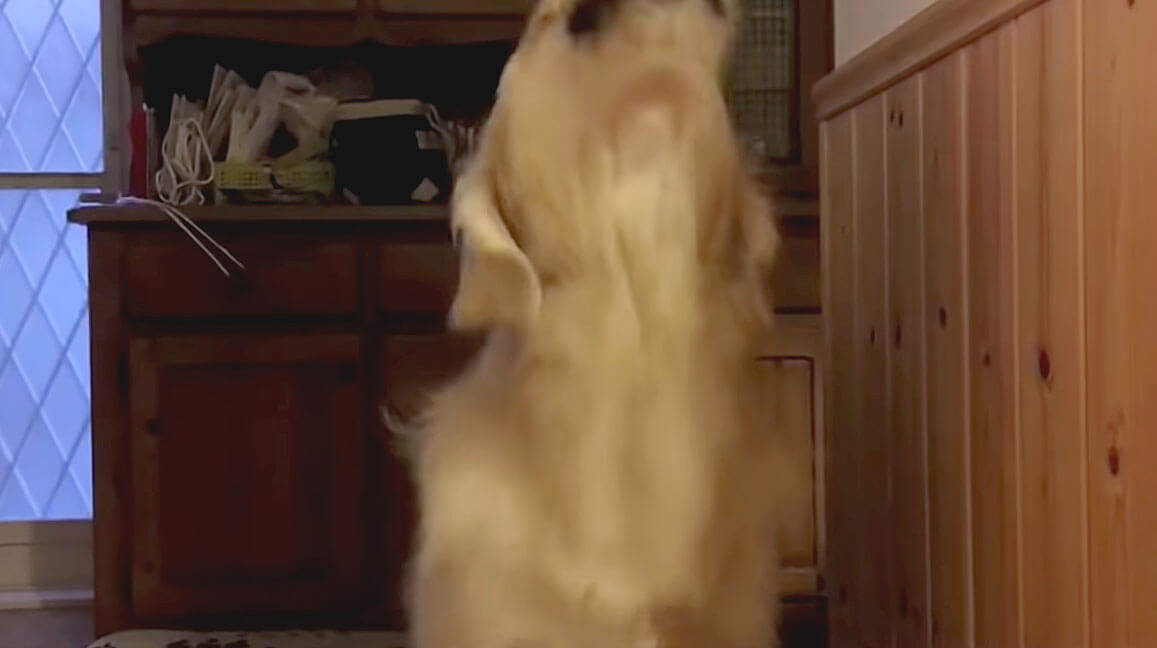 ゴールデンレトリーバー,動画