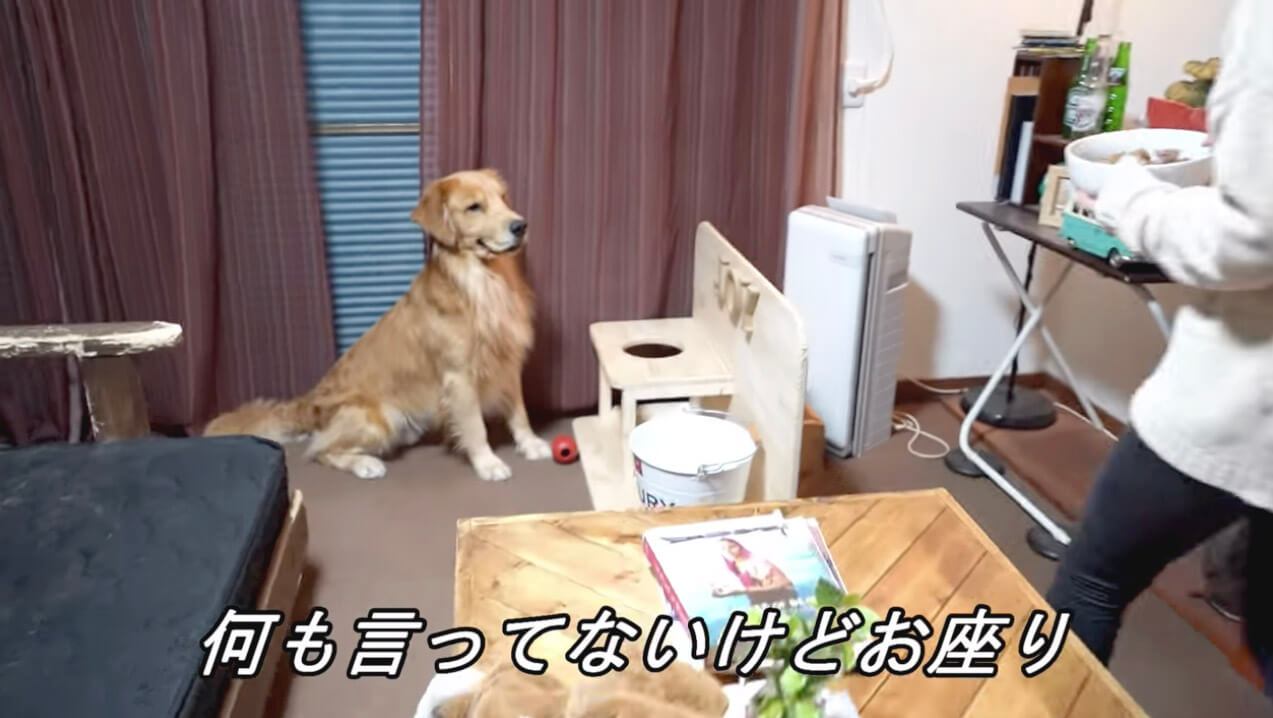 ゴールデンレトリーバー,動画