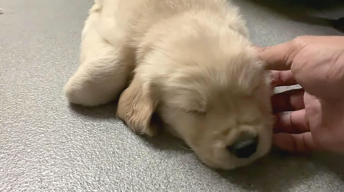 ゴールデンレトリーバー,動画