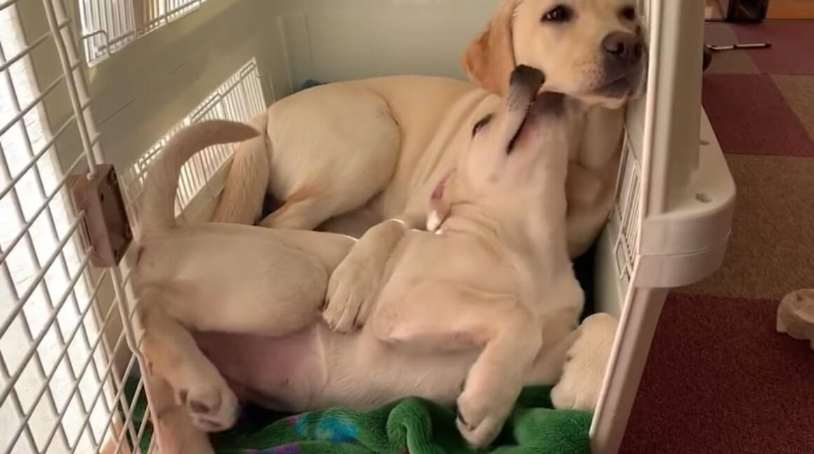 ラブラドールレトリーバー,動画