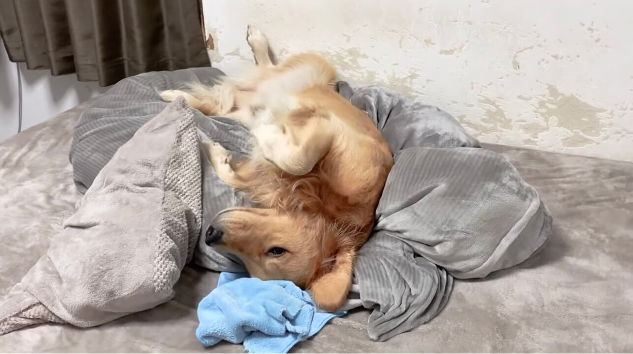 ゴールデンレトリーバー,動画