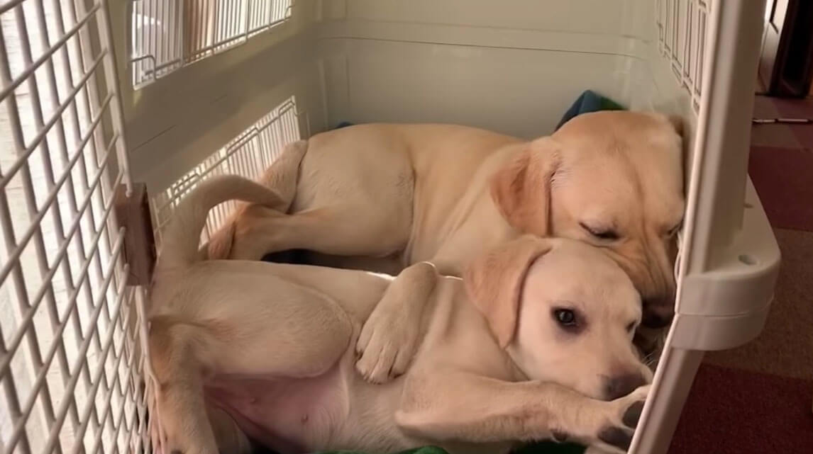 ラブラドールレトリーバー,動画