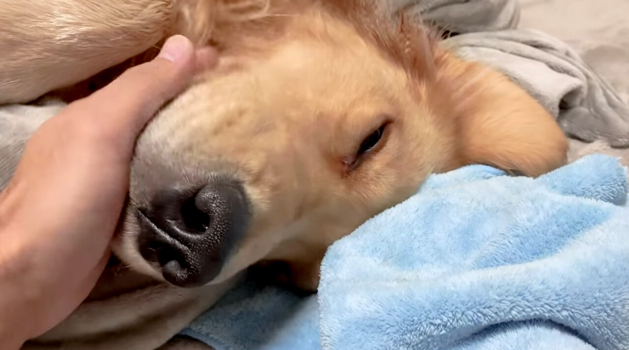 ゴールデンレトリーバー,動画