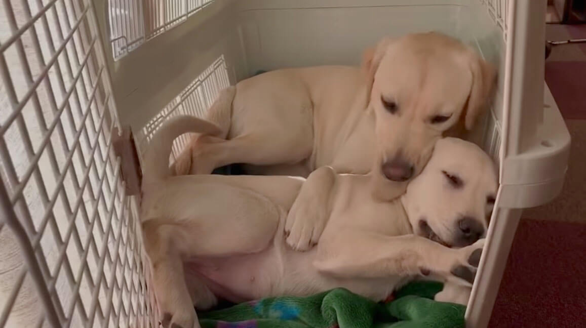 ラブラドールレトリーバー,動画